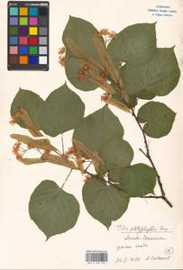 Tilia platyphyllos Scop., Eastern Europe, Moscow region (E4a) (Russia)