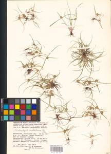 Cyperus michelianus (L.) Delile, Middle Asia, Caspian Ustyurt & Northern Aralia (M8) (Kazakhstan)