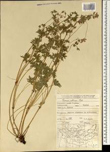Geranium collinum Stephan ex Willd., Mongolia (MONG) (Mongolia)
