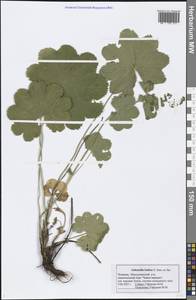 Alchemilla baltica Sam. ex Juz., Eastern Europe, Middle Volga region (E8) (Russia)