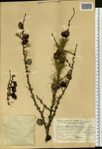 Larix gmelinii var. gmelinii, Siberia, Central Siberia (S3) (Russia)