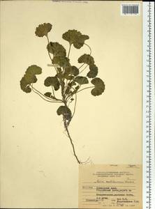 Malva verticillata L., Siberia, Russian Far East (S6) (Russia)