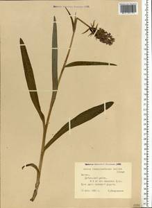 Dactylorhiza majalis subsp. baltica (Klinge) H.Sund., Eastern Europe, Latvia (E2b) (Latvia)