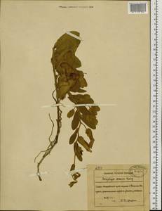 Calystegia pellita subsp. pellita, Siberia, Russian Far East (S6) (Russia)