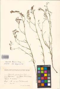 Asperula tenella Heuff. ex Degen, Eastern Europe, South Ukrainian region (E12) (Ukraine)