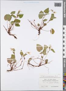 Viola reichenbachiana Jord. ex Boreau, Eastern Europe, Moscow region (E4a) (Russia)