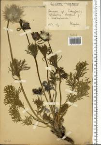 Pulsatilla pratensis subsp. ucrainica (Ugr.) Grey-Wilson, Eastern Europe, South Ukrainian region (E12) (Ukraine)