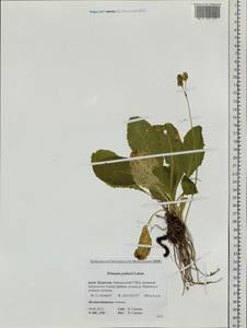 Primula elatior subsp. pallasii (Lehm.) W. W. Sm. & Forrest, Siberia, Baikal & Transbaikal region (S4) (Russia)