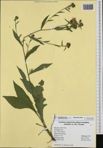 Centaurea nigrescens subsp. transalpina (Mérat) Nyman, Western Europe (EUR) (Italy)