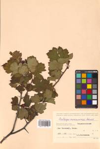 Crataegus maximowiczii C. K. Schneid., Siberia, Russian Far East (S6) (Russia)