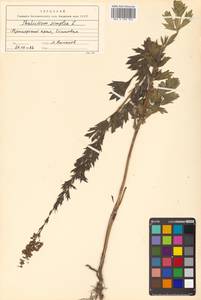 Thalictrum simplex L., Siberia, Russian Far East (S6) (Russia)