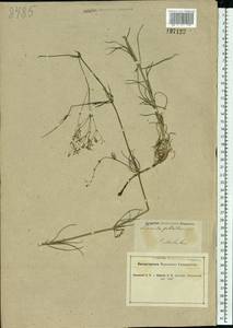 Galium xeroticum (Klokov) Pobed., Eastern Europe, South Ukrainian region (E12) (Ukraine)