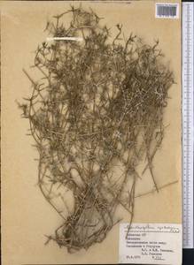 Acanthophyllum cyrtostegium A.I. Vvedensky, Middle Asia, Syr-Darian deserts & Kyzylkum (M7) (Uzbekistan)