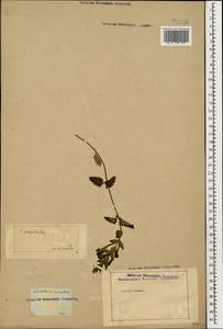 Scutellaria caucasica A.Ham., Caucasus (no precise locality) (K0)