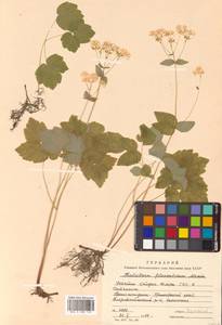 Thalictrum filamentosum Maxim., Siberia, Russian Far East (S6) (Russia)