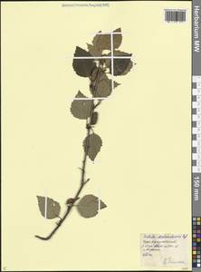 Betula medwediewii Regel, Caucasus, Stavropol Krai, Karachay-Cherkessia & Kabardino-Balkaria (K1b) (Russia)