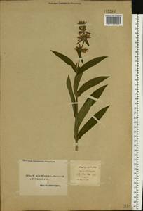 Stachys palustris L., Eastern Europe, Northern region (E1) (Russia)