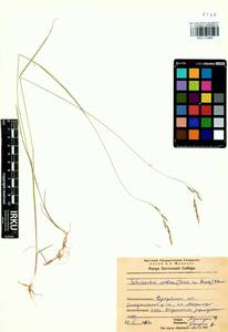 Schizachne purpurascens subsp. callosa (Turcz. ex Griseb.) T.Koyama & Kawano, Siberia, Baikal & Transbaikal region (S4) (Russia)