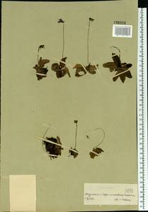 Pinguicula vulgaris L., Eastern Europe, Northern region (E1) (Russia)