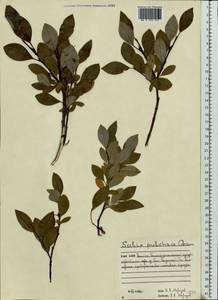 Salix purpurea L., Eastern Europe, Northern region (E1) (Russia)