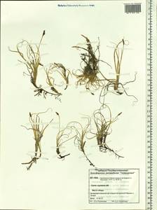 Carex rupestris All., Siberia, Central Siberia (S3) (Russia)