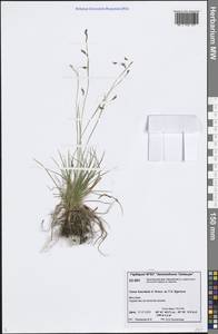 Carex capillaris subsp. fuscidula (V.I.Krecz. ex T.V.Egorova) Á.Löve & D.Löve, Siberia, Central Siberia (S3) (Russia)