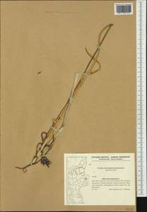 Allium scorodoprasum L., Western Europe (EUR) (Denmark)