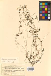 Ranunculus circinatus Sibth., Siberia, Russian Far East (S6) (Russia)