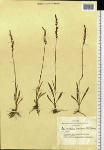 Spiranthes australis (R.Br.) Lindl., Siberia, Altai & Sayany Mountains (S2) (Russia)