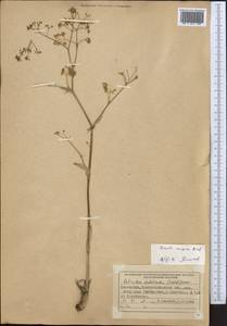 Ferula caspica M.Bieb., Middle Asia, Dzungarian Alatau & Tarbagatai (M5) (Kazakhstan)
