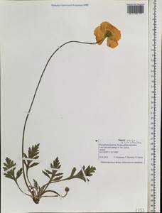 Papaver setosum (Tolm.) Peschkova, Siberia, Baikal & Transbaikal region (S4) (Russia)