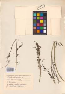 Atriplex oblongifolia Waldst. & Kit., Eastern Europe, Central forest region (E5) (Russia)