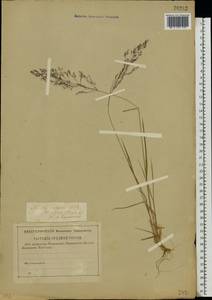 Agrostis capillaris L., Eastern Europe, North-Western region (E2) (Russia)