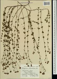 Lotus herbaceus (Vill.) Jauzein, Crimea (KRYM) (Russia)