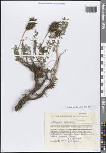 Astragalus schelichowii Turcz., Siberia, Chukotka & Kamchatka (S7) (Russia)