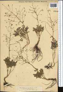 Thalictrum isopyroides C. A. Mey., Middle Asia, Dzungarian Alatau & Tarbagatai (M5) (Kazakhstan)