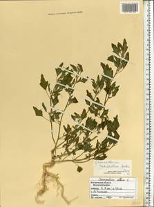 Chenopodium acerifolium Andrz., Eastern Europe, Central forest region (E5) (Russia)