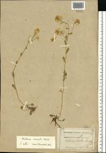 Barbarea vulgaris W. T. Aiton, Eastern Europe, Moscow region (E4a) (Russia)