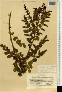 Glycyrrhiza uralensis Fisch., South Asia, South Asia (Asia outside ex-Soviet states and Mongolia) (ASIA) (Afghanistan)
