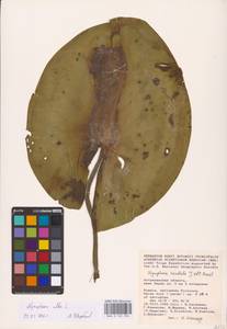 Nymphaea alba L., Eastern Europe, Lower Volga region (E9) (Russia)