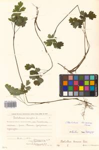 Thalictrum minus subsp. elatum (Jacq.) Stoj. & Stef., Siberia, Chukotka & Kamchatka (S7) (Russia)