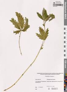 Potentilla norvegica L., Siberia, Chukotka & Kamchatka (S7) (Russia)
