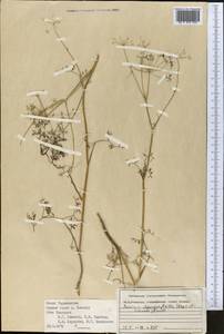Elwendia chaerophylloides (Regel & Schmalh.) Pimenov & Kljuykov, Middle Asia, Pamir & Pamiro-Alai (M2) (Tajikistan)