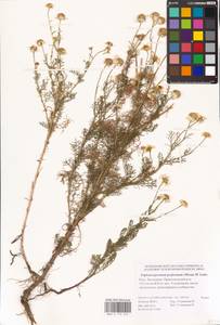 Tripleurospermum inodorum (L.) Sch.-Bip, Eastern Europe, Lower Volga region (E9) (Russia)