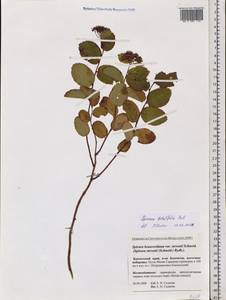 Spiraea betulifolia, Siberia, Chukotka & Kamchatka (S7) (Russia)