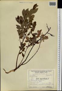 Salix myrtilloides L., Siberia, Baikal & Transbaikal region (S4) (Russia)