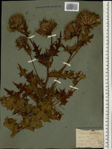 Cirsium obvallatum (M. Bieb.) M. Bieb., Caucasus, Krasnodar Krai & Adygea (K1a) (Russia)