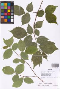 Ulmus glabra Huds., Eastern Europe, Middle Volga region (E8) (Russia)