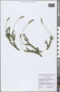 Lycopodium clavatum L., Eastern Europe, Eastern region (E10) (Russia)