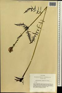 Pedicularis compacta Stephan ex Willd., Siberia, Altai & Sayany Mountains (S2) (Russia)